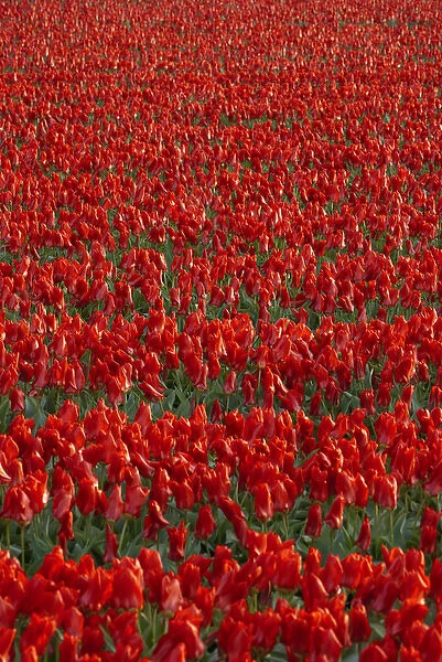 Tulip flower fields in famous Lisse, Holland