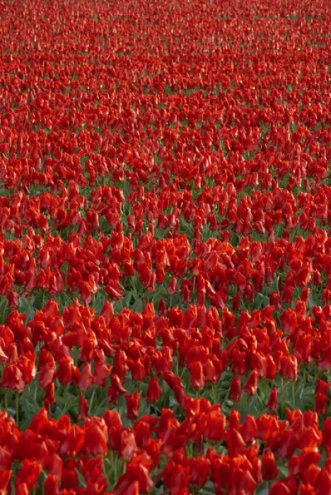Framed Print : Tulip flower fields in famous Lisse, Holland Framed Print : Tulip flower fields in famous Lisse, Holland