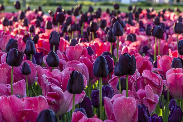 Tulip Flowers. Cochem. Germany