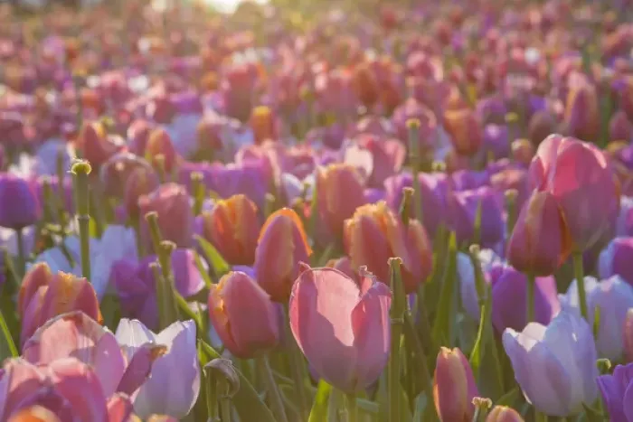 Framed Print : Tulip Flowers. Cochem. Germany