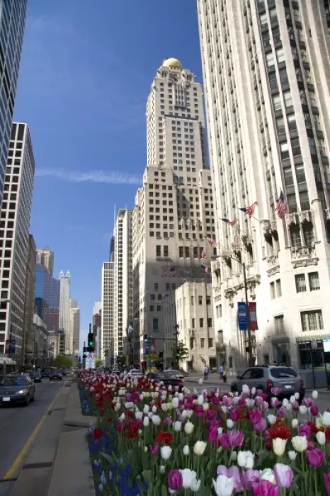 Framed Print : Tulip flowers growing in the city of Chicago, Illinois, USA