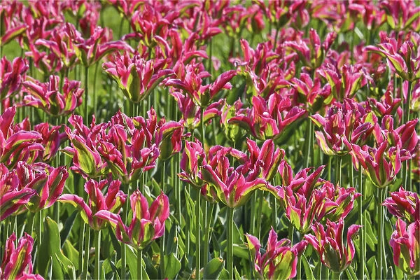 Tulip garden, Longwood Gardens, Pennsylvania