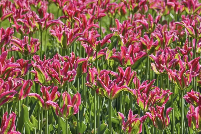 Framed Print : Tulip garden, Longwood Gardens, Pennsylvania Framed Print : Tulip garden, Longwood Gardens, Pennsylvania