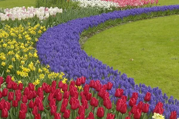 Tulip and Grape Hyacinth and daffodil garden, Keukenhof Gardens, Lisse, Netherlands