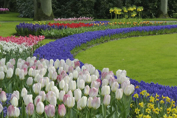 Tulip and Grape Hyacinth garden, Keukenhof Gardens, Lisse, Netherlands, Holland