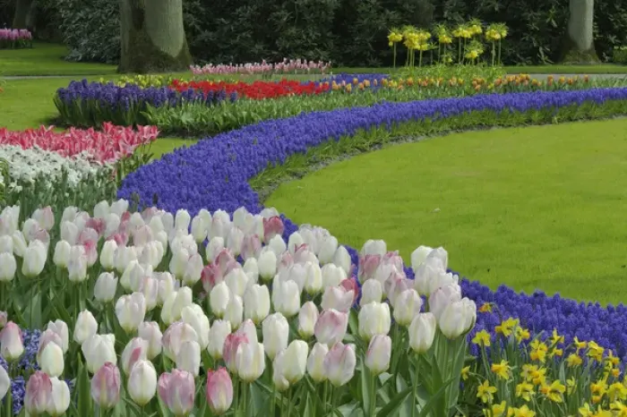 Framed Print : Tulip and Grape Hyacinth garden, Keukenhof Gardens, Lisse, Netherlands, Holland Framed Print : Tulip and Grape Hyacinth garden, Keukenhof Gardens, Lisse, Netherlands, Holland