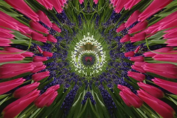 Framed Print : Tulip and hyacinth garden, Keukenhof Gardens, Lisse, Netherlands, Holland Framed Print : Tulip and hyacinth garden, Keukenhof Gardens, Lisse, Netherlands, Holland