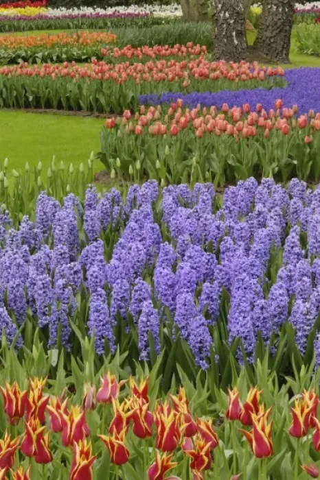 Framed Print : Tulip and Hyacinth garden, Keukenhof Gardens, Lisse, Netherlands, Holland
