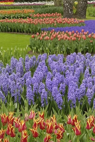 Tulip and Hyacinth garden, Keukenhof Gardens, Lisse, Netherlands, Holland