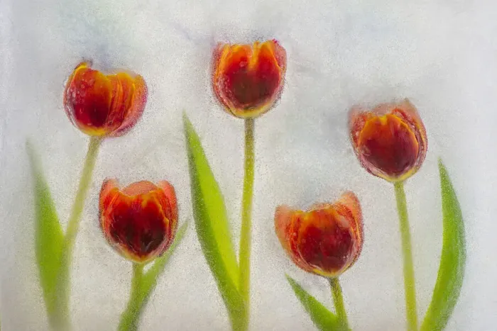 Framed Print : Tulip in ice
