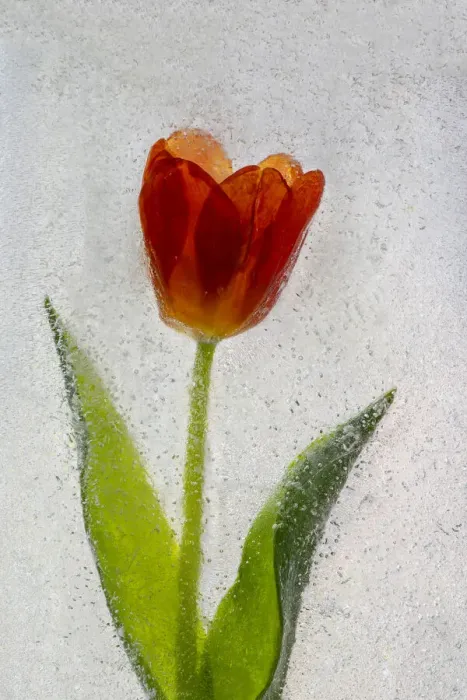 Framed Print : Tulip in ice Framed Print : Tulip in ice