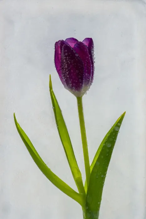Framed Print : Tulip in ice
