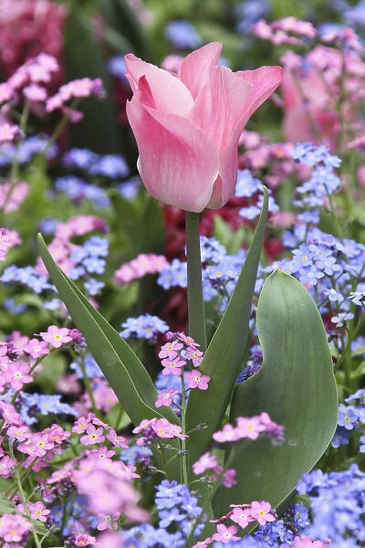 A tulip at Luxembourg Gardens, Paris, France