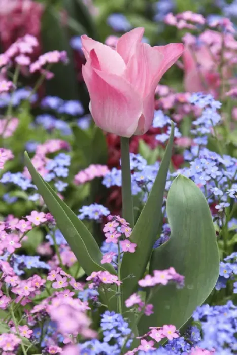 Framed Print : A tulip at Luxembourg Gardens, Paris, France Framed Print : A tulip at Luxembourg Gardens, Paris, France