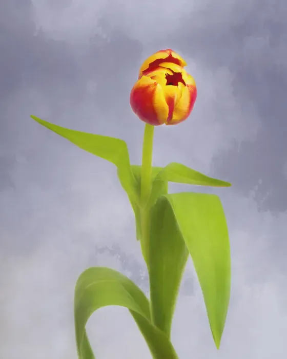 Framed Print : Tulip as photo-art painting Framed Print : Tulip as photo-art painting
