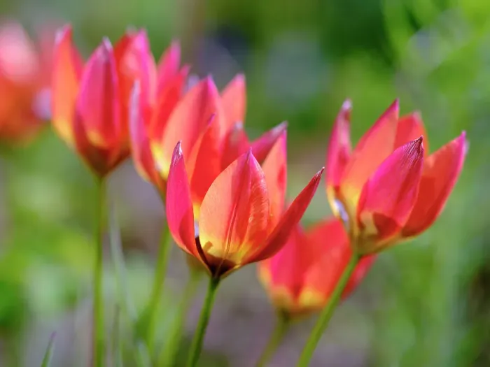 Framed Print : Tulip (Tulipa) variety Little Princess. Germany Framed Print : Tulip (Tulipa) variety Little Princess. Germany