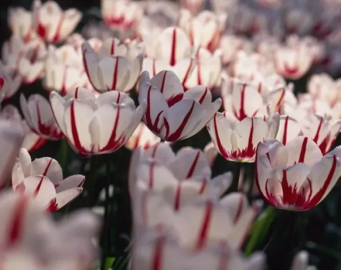 Framed Print : Tulips