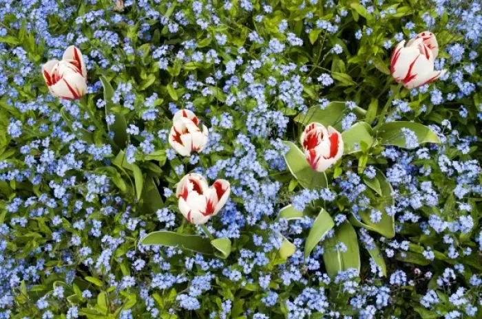 Framed Print : Tulips and alpine forget-me-nots, Eritrichium nanum, Horseshoe Bay, British Columbia Framed Print : Tulips and alpine forget-me-nots, Eritrichium nanum, Horseshoe Bay, British Columbia