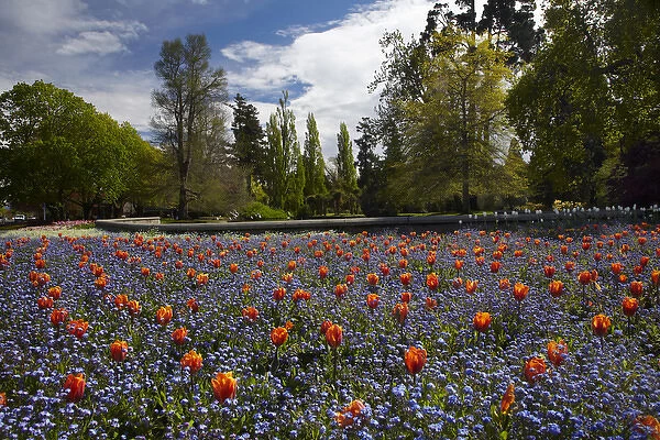 Tulips, Ashburton Domain, Mid-Canterbury, South Island, New Zealand