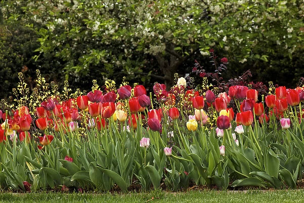 Tulips, Audubon neighborhood, Louisville, KY