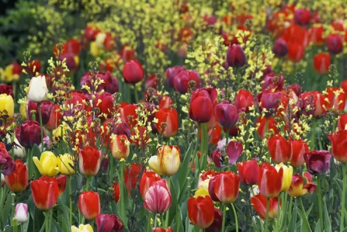 Framed Print : Tulips, Audubon neighborhood, Louisville, KY