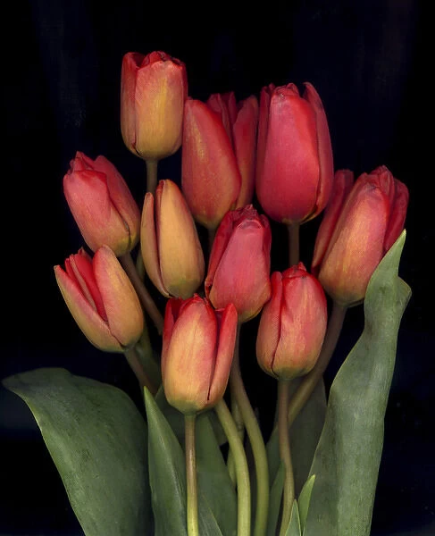 Tulips on Black Background