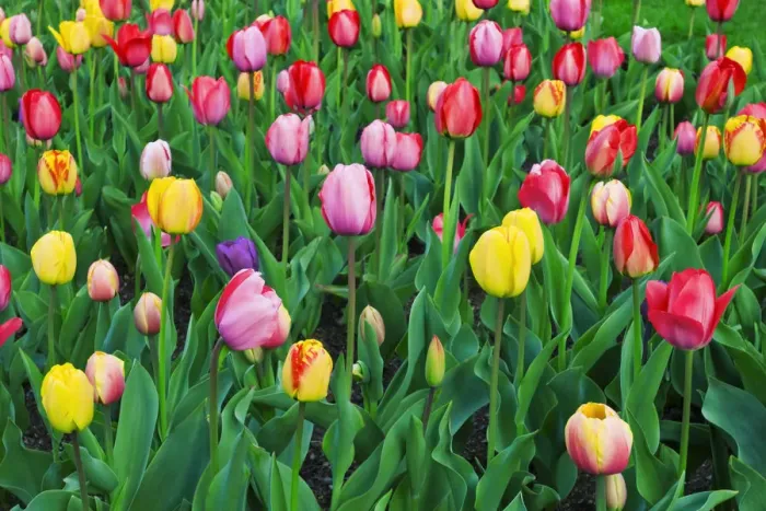 Framed Print : Tulips at the Boston Public Garden, Boston, Massachusetts USA Framed Print : Tulips at the Boston Public Garden, Boston, Massachusetts USA