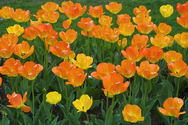 Tulips at the Boston Public Garden, Boston, Massachusetts USA