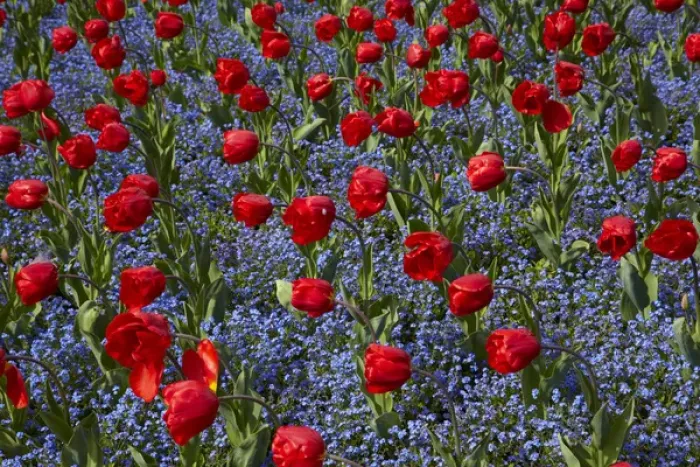 Framed Print : Tulips, Botanic Gardens, Hagley Park, Christchurch, Canterbury, South Island, New Zealand