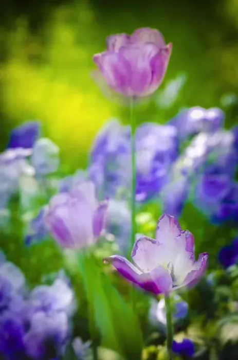 Framed Print : Tulips at Claude Monet house and gardens, Giverny, France Framed Print : Tulips at Claude Monet house and gardens, Giverny, France