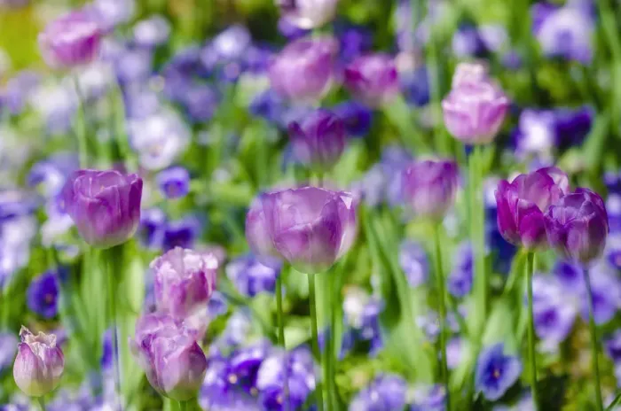 Framed Print : Tulips at Claude Monet house and gardens, Giverny, France