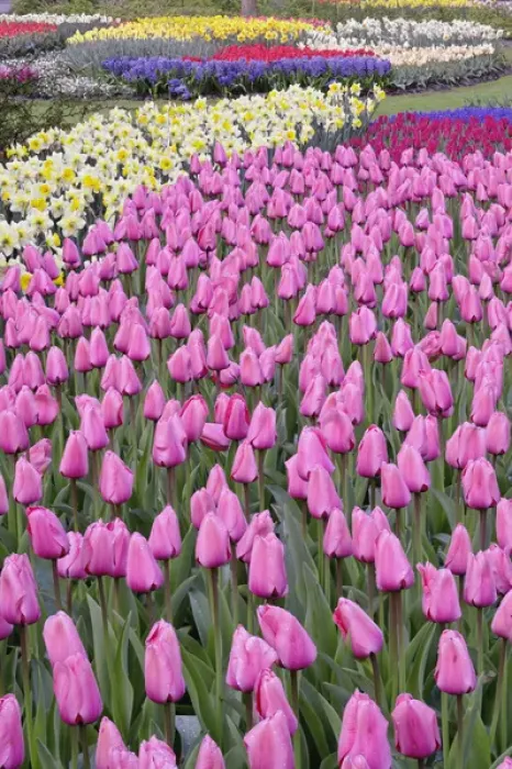 Framed Print : Tulips and daffodils, Keukenhof Gardens, Lisse, Netherlands Framed Print : Tulips and daffodils, Keukenhof Gardens, Lisse, Netherlands