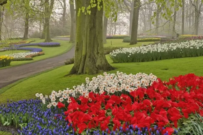 Framed Print : Tulips and daffodils, Keukenhof Gardens, Lisse, Netherlands