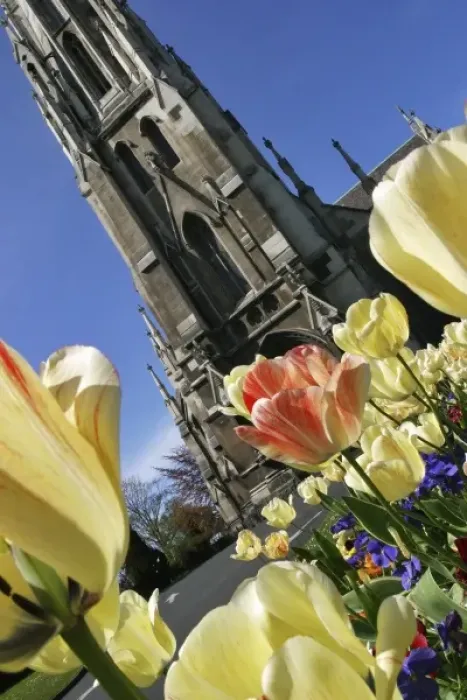 Framed Print : Tulips & First Church, Dunedin, New Zealand