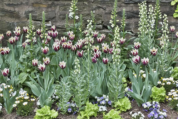 Tulips and foxglove along stone wall, Chanticleer Garden, Wayne, Pennsylvania