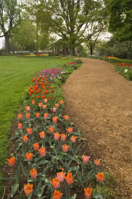 Framed Print : Tulips in garden of Monticello, home of U. S. President Thomas Jefferson, built 1769-1808 Framed Print : Tulips in garden of Monticello, home of U. S. President Thomas Jefferson, built 1769-1808
