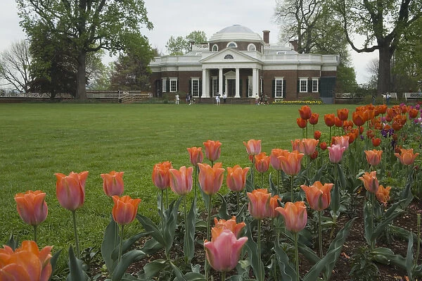 Tulips in garden of Monticello, home of U. S. President Thomas Jefferson, built 1769-1808