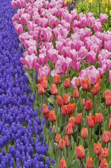 Framed Print : Tulips and Grape Hyacinth flowers, Keukenhof Gardens, Lisse, Netherlands Framed Print : Tulips and Grape Hyacinth flowers, Keukenhof Gardens, Lisse, Netherlands