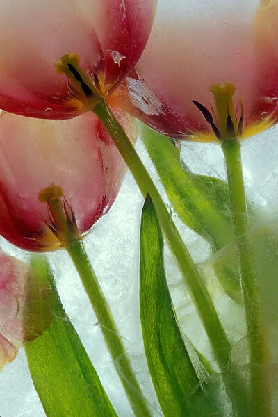 Tulips in ice