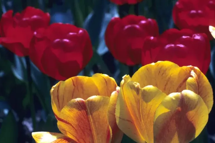 Framed Print : Tulips, Keukenhof Garden, Holland