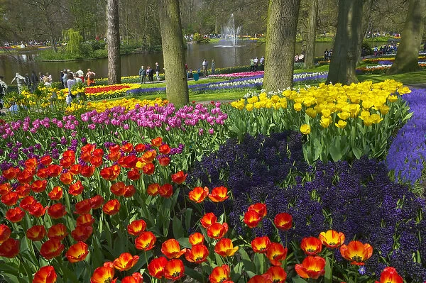 Tulips in Keukenhof Gardens, Amsterdam, Netherlands