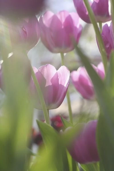 Tulips, Keukenhoff