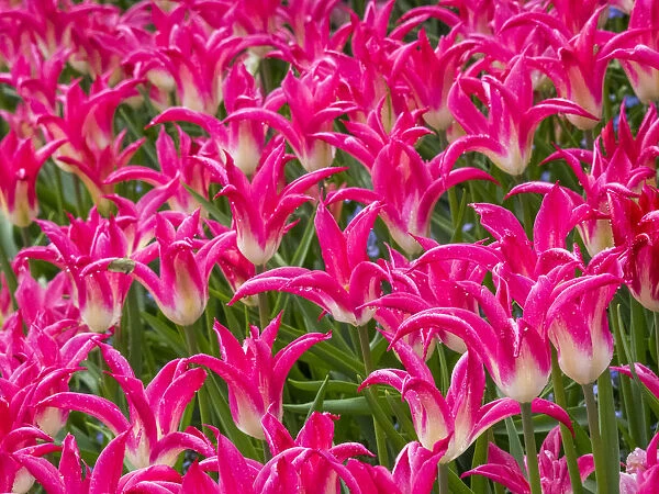 Tulips in mass planting