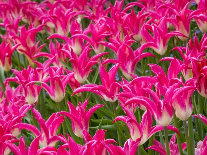 Framed Print : Tulips in mass planting
