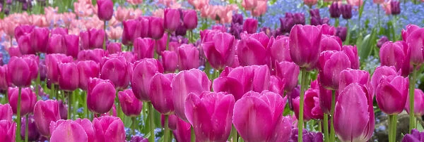 Tulips in mass planting