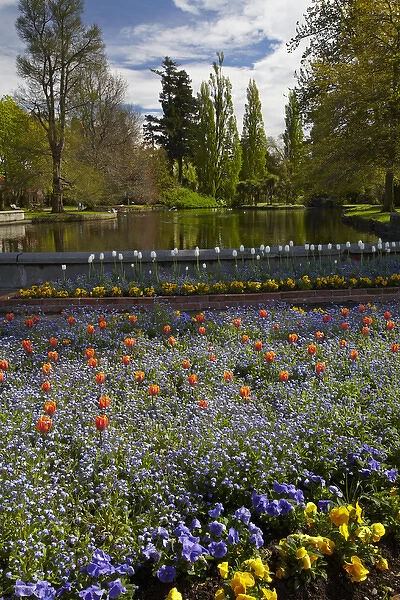 Tulips and pond, Ashburton Domain, Mid-Canterbury, South Island, New Zealand