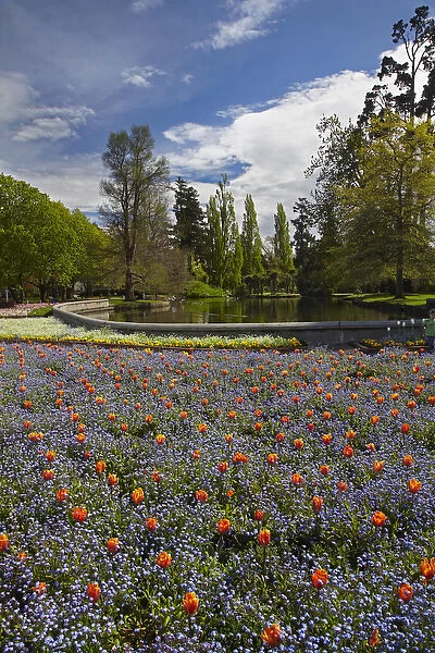 Tulips and pond, Ashburton Domain, Mid-Canterbury, South Island, New Zealand