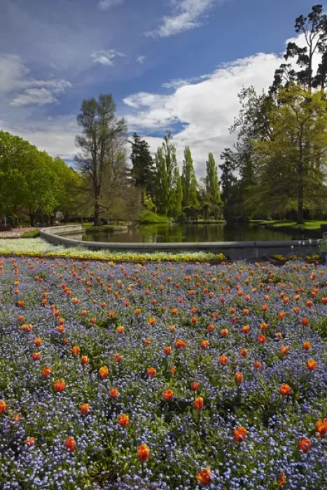 Framed Print : Tulips and pond, Ashburton Domain, Mid-Canterbury, South Island, New Zealand Framed Print : Tulips and pond, Ashburton Domain, Mid-Canterbury, South Island, New Zealand
