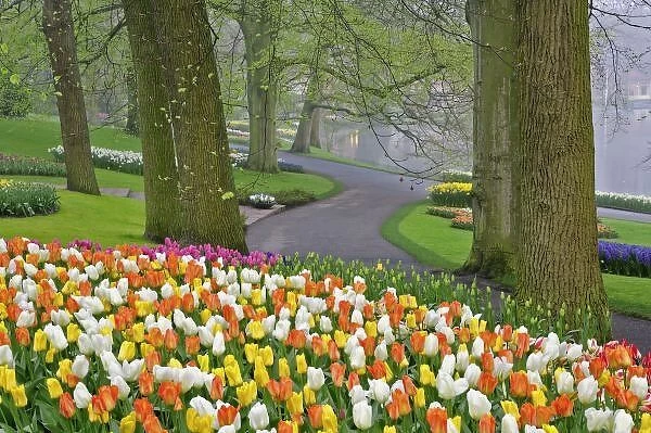 Tulips and roadway, Keukenhof Gardens, Lisse, Netherlands