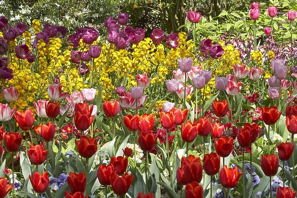 Tulips in St Jamess Park, London, England, United Kingdom